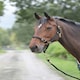 image 2 of Shires Control Headcollar Black | Cob