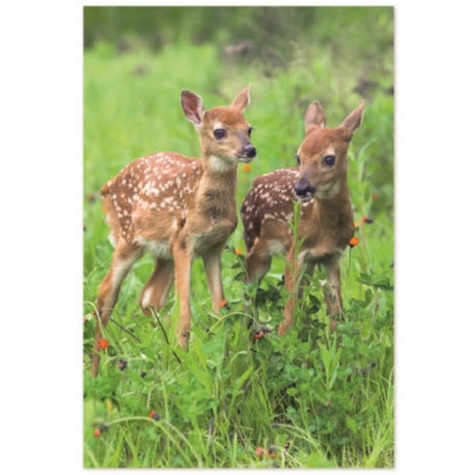 image 1 of Simon Elvin In The Country Assorted Designs Greetings Card (Pack of 72) - Multicoloured - One Size Multi | One Size
