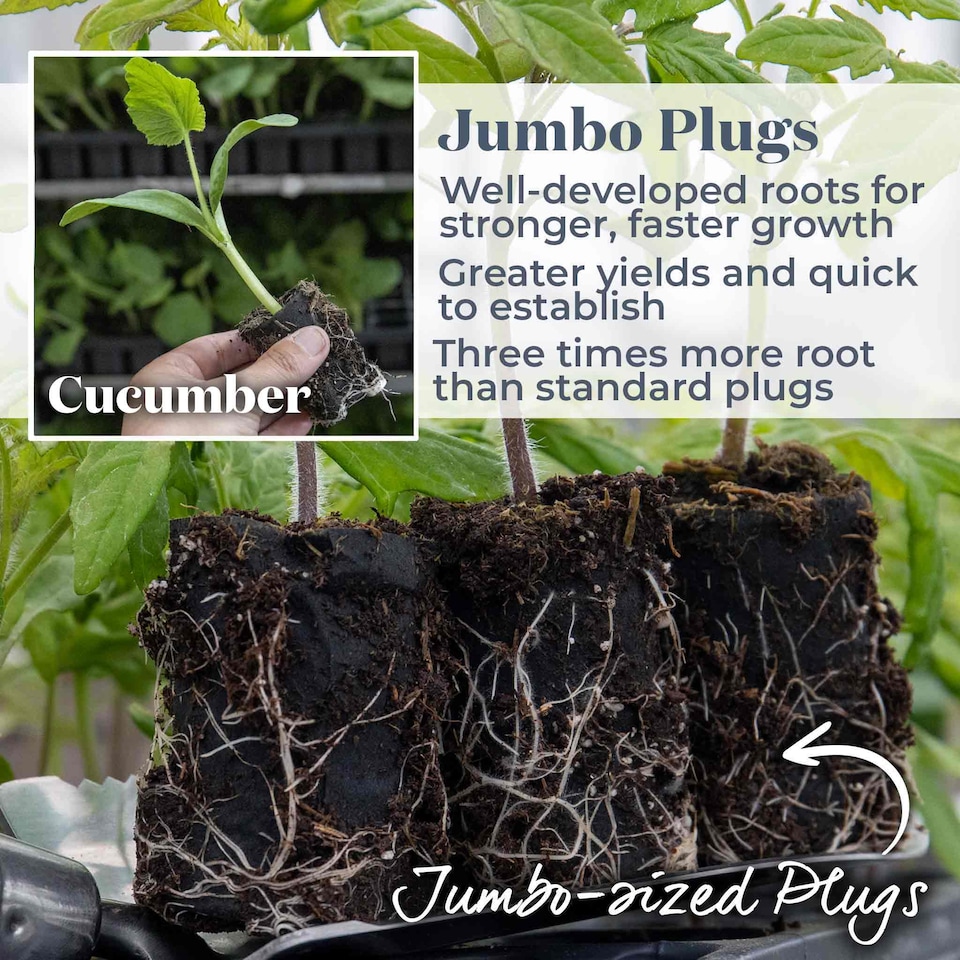 image 1 of Marshalls Garden Cucumber 'Burpless Tasty Green' 6 jumbo plug