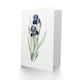 image 2 of Pierre-Joseph Redouté Art Card Bearded Iris Vintage Botanical