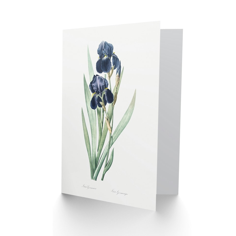 image 1 of Pierre-Joseph Redouté Art Card Bearded Iris Vintage Botanical