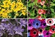 image 2 of 100 Mixed Summer Flowering Bulbs