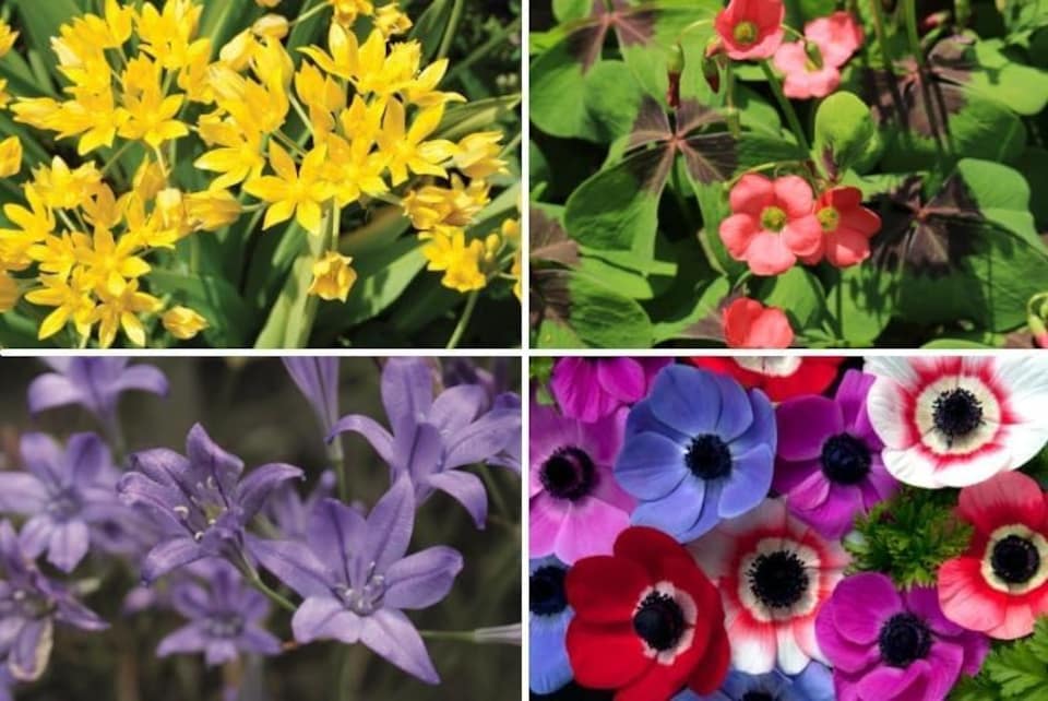 image 1 of 100 Mixed Summer Flowering Bulbs