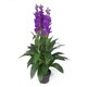 image 1 of Artificial 100cm Cymbidium Orchid Plant - Extra Large - Purple Flowers