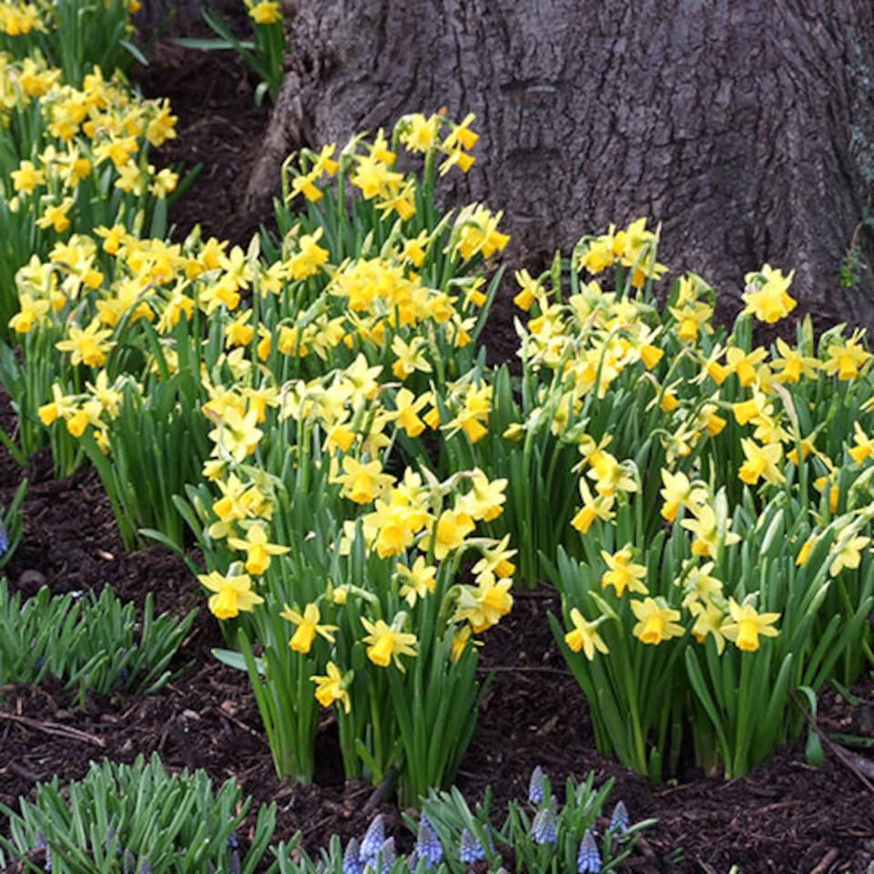 image 1 of YouGarden Narcissus 'Tete a Tete' Daffodil Bulbs, 200 x Bulbs, Ready to Plant for Early Spring Daffodil Flowers