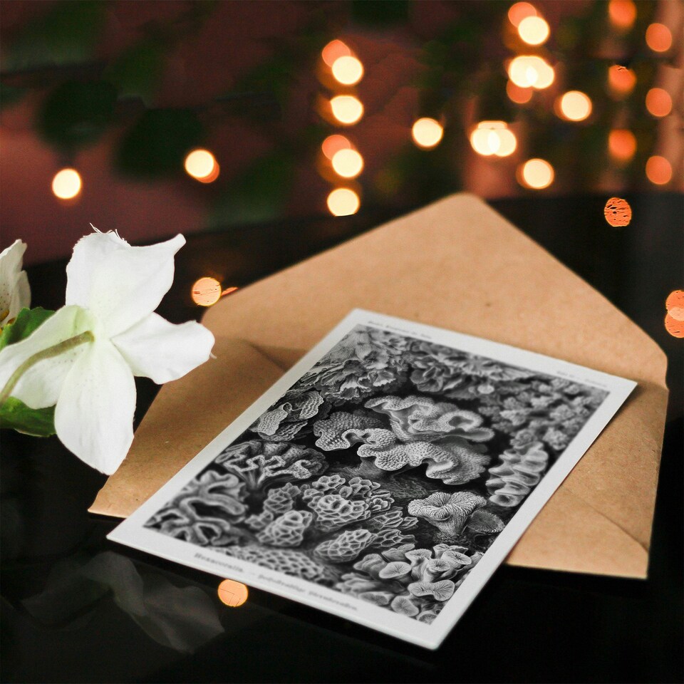 image 1 of Ernst Haeckel Art Card Hexacorallia Vintage Coral Illustration