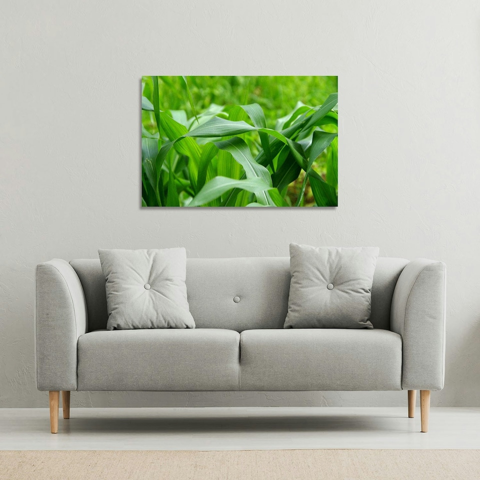 image 1 of Green Leaves corn fields as background (Canvas Print) 101 x 77 x 4cm