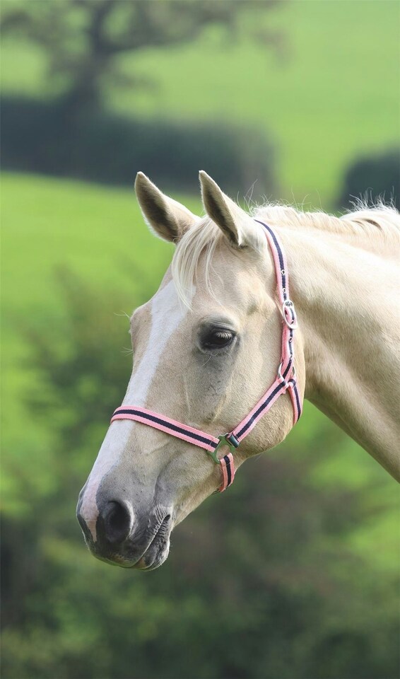 image 1 of Shires Wessex Headcollar Blue | Size: Foal
Colour: Navy Blue