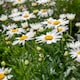 image 10 of Marshalls Garden Leucanthemum 'Madonna' White Daisy 50cm | Multi | White | 2L Plants