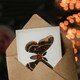 image 3 of Sherman Denton Art Card Cecropia Moth Vintage Illustration