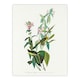 image 3 of John James Audubon Framed Wall Art Green Black Capped Flycatcher Home Décor