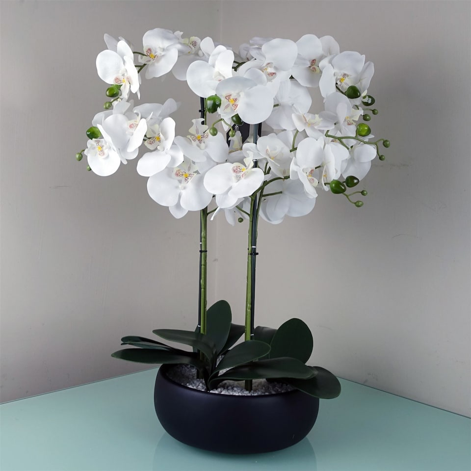 image 1 of Orchid White - Black Ceramic Planter
