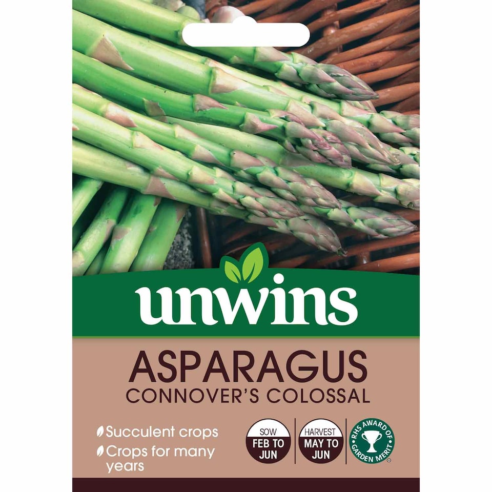 image 1 of Asparagus Connover's Colossal | Multi | Purple