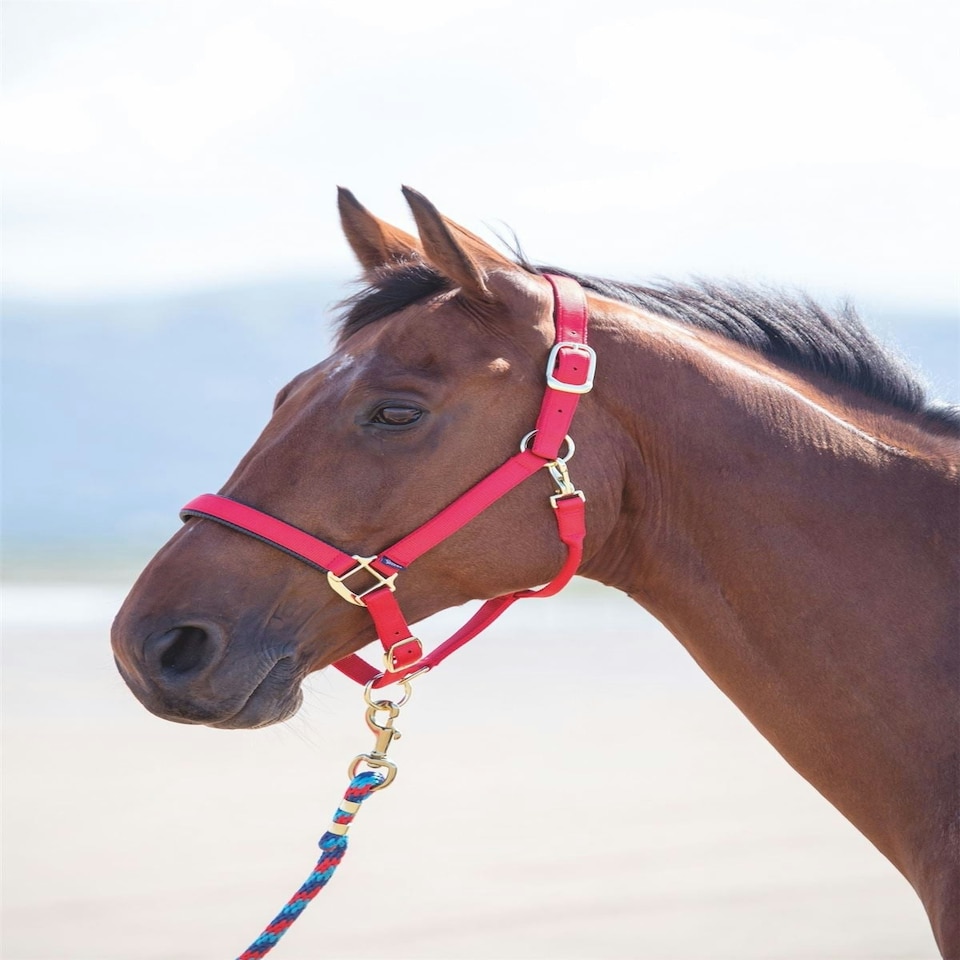 image 1 of Shires Topaz Nylon Headcollar | Black | Pony