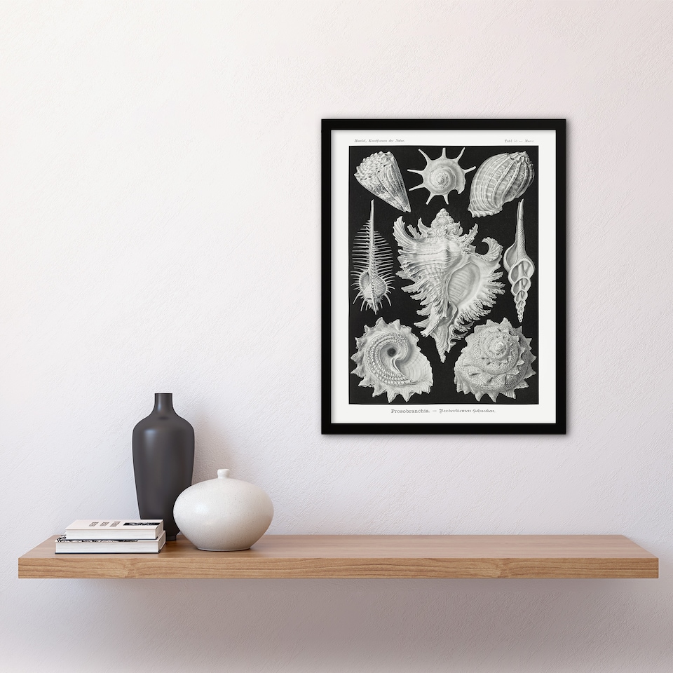image 1 of Sea Snail Shells Vintage Haeckel Botanical Framed Wall Art Print 12X16"