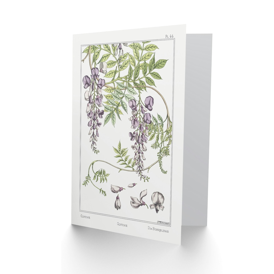 image 1 of Maurice Pillard Verneuil Art Card Wisteria Flower