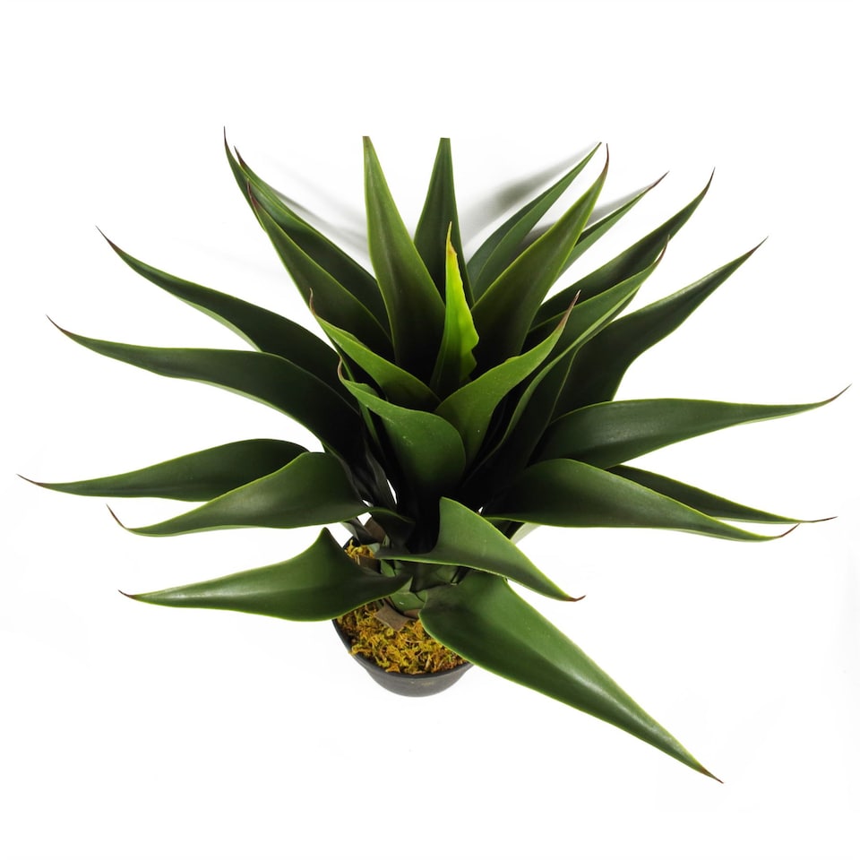 image 1 of 55cm Artificial Yucca Plant | Green | One Size