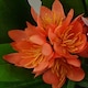 image 2 of 18cm Artificial Freesia Plant Orange Flowering