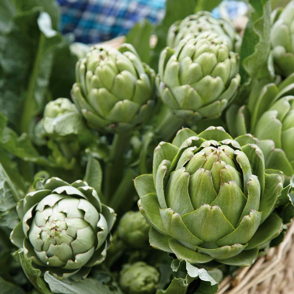 image 1 of Marshalls Garden Artichoke Seeds Green Globe, 35 Seeds