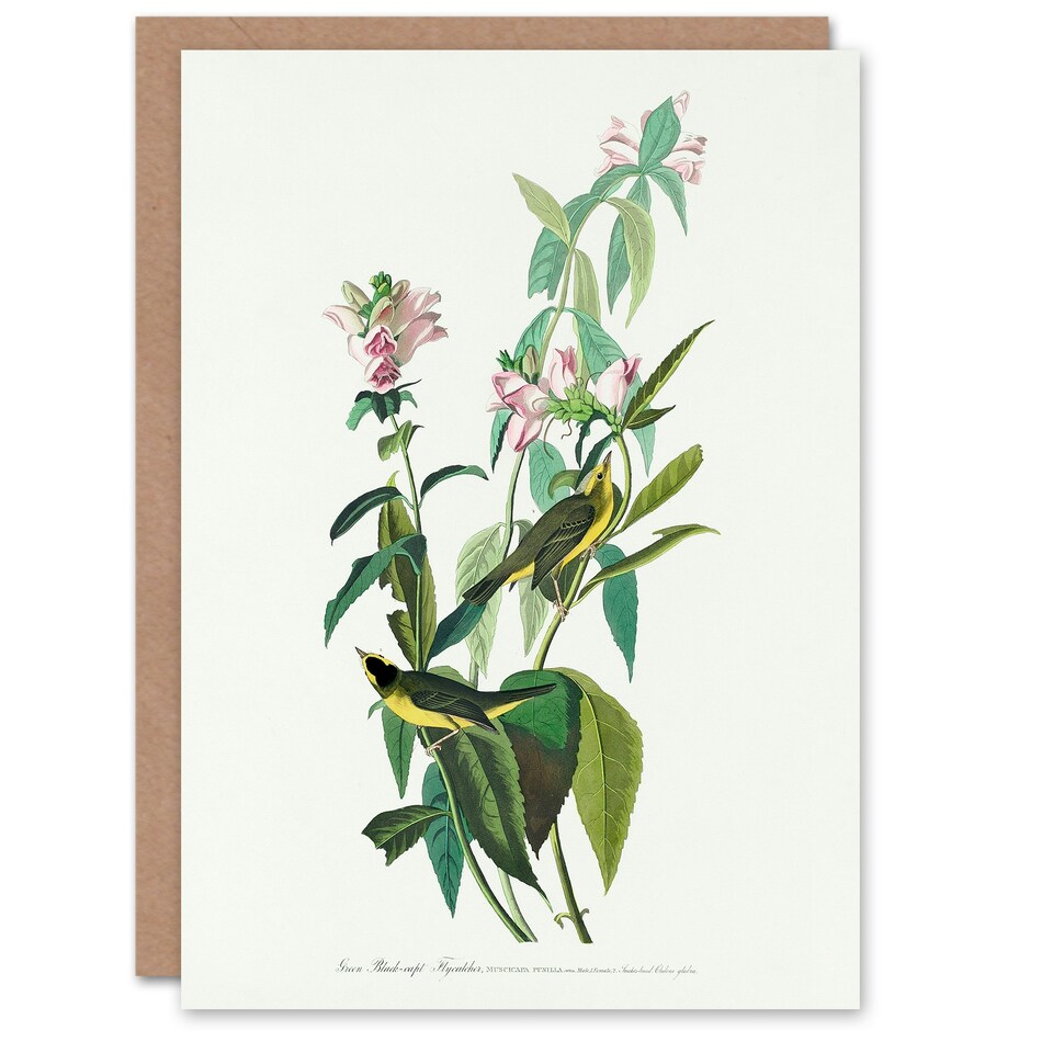 image 1 of John James Audubon Art Card Green Black Capped Flycatcher