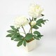image 1 of Homescapes Cream Artificial Peonies in Decorative Cream Pot, 48 cm Tall
