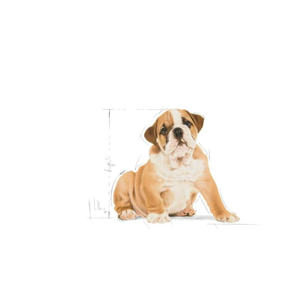 image 1 of Royal Canin Dog Bulldog Puppy 3KG