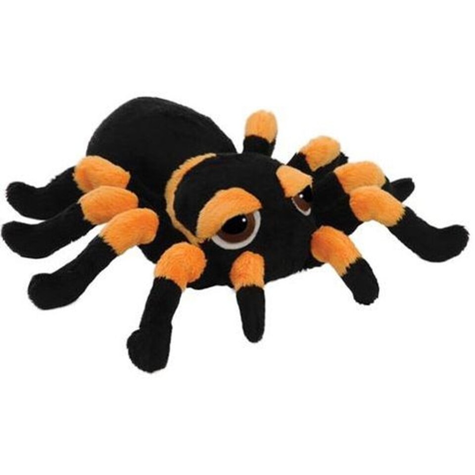Spindra Tarantula (Medium)