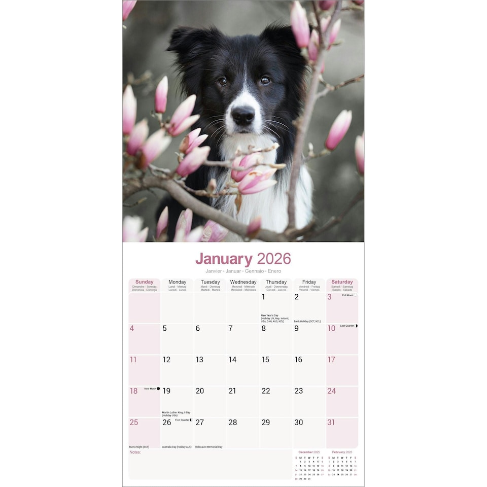 image 1 of Border Collie 2026 Calendar | Square Wall Calendar | Dog Breed Gift | Plastic Free Packaging | by Avonside Publishing
