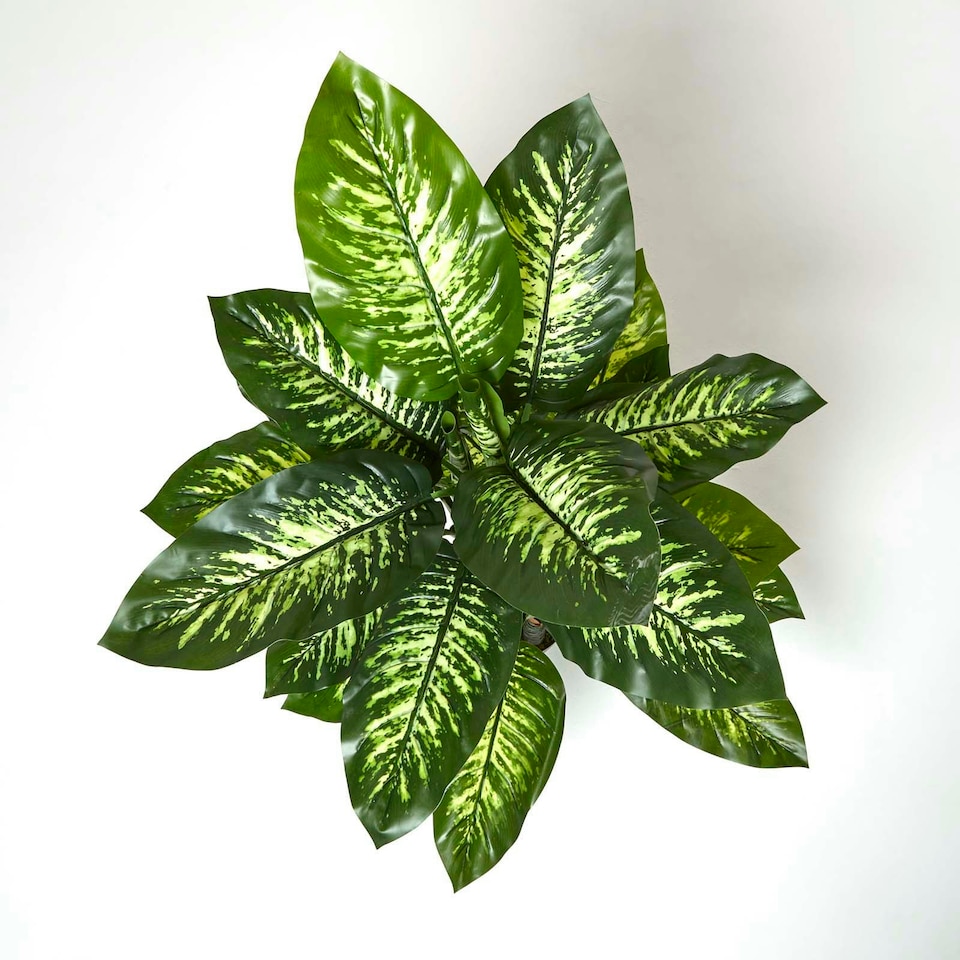 image 1 of Homescapes Dieffenbachia Dumb Cane Plant in Pot, 150 cm Tall