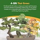 image 6 of Grow Your Own Bonsai Kit - Traditional Trio - Pine, Sweetgum & Larch with Slate & Propagator | Multi | Trio Bonsai | 1