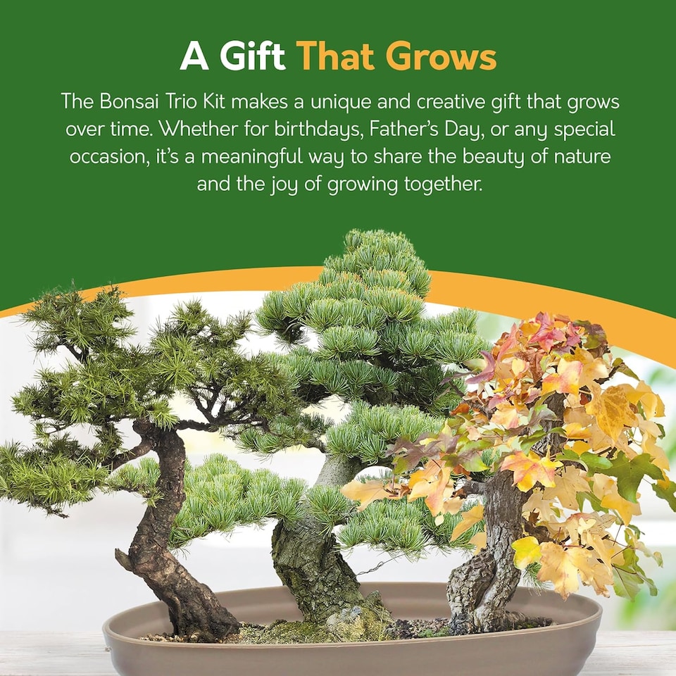 image 1 of Grow Your Own Bonsai Kit - Traditional Trio - Pine, Sweetgum & Larch with Slate & Propagator | Multi | Trio Bonsai | 1