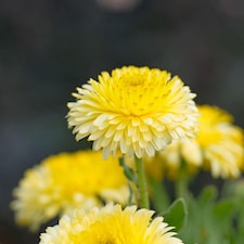 Calendula officinalis Double Lemon Dwarf - Hardy Annual Edible Flower Seeds (50pk) by T&M