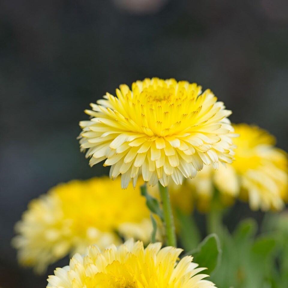 image 1 of Calendula officinalis Double Lemon Dwarf - Hardy Annual Edible Flower Seeds (50pk) by T&M