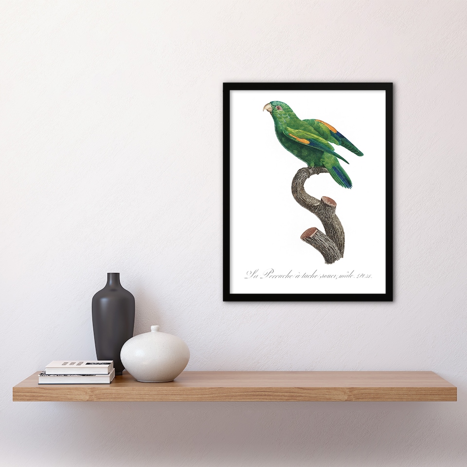 image 1 of The Marigold Lorikeet Parrot Levaillant Framed Wall Art Print 12X16"