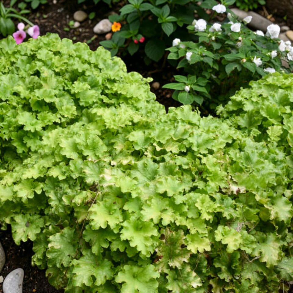 image 1 of Carbeth Plants Heuchera Apple Crisp Plant in 3L Pot - Hardy Perennial with Colourful Foliage