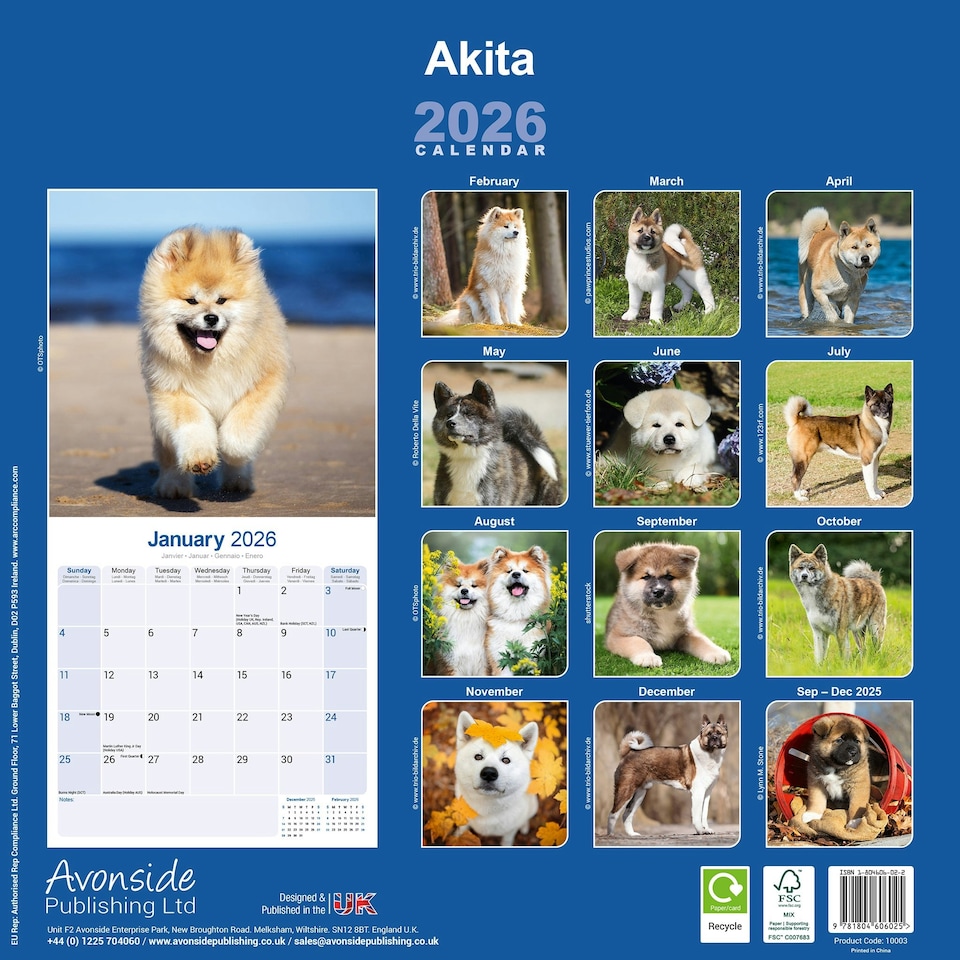 image 1 of Akita 2026 Calendar | Square Wall Calendar | Dog Breed Gift | Plastic Free Packaging | by Avonside Publishing