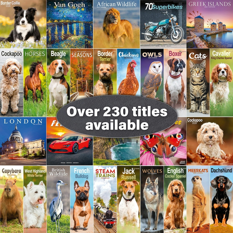 image 1 of Bichon Frise 2026 Calendar | Square Wall Calendar | Dog Breed Gift | Plastic Free Packaging | by Avonside Publishing