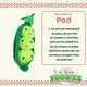 image 6 of Peas Soft Toy Food Themed Cute Plush Cuddly Soft Fluffy 27cm Multi-Coloured
