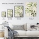 image 3 of New Zealand Ongaonga Tree Nettle Plant Featon Huge Wall Art Print 18X24 In