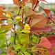 image 2 of Marshalls Garden Berberis 'Orange Rocket' Shrub | Orange | Orange | 9cm Plants