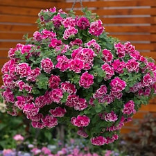 Marshalls Garden Petunia Tumbelina Anna 6 plug plants