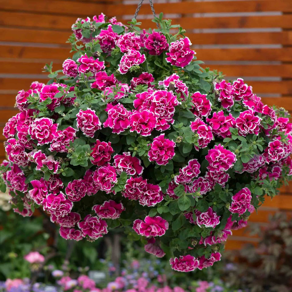 image 1 of Marshalls Garden Petunia Tumbelina Anna 6 plug plants