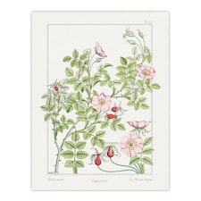 Wild Rose Flower Vintage Floral Wall Art Print Verneuil 18x24"