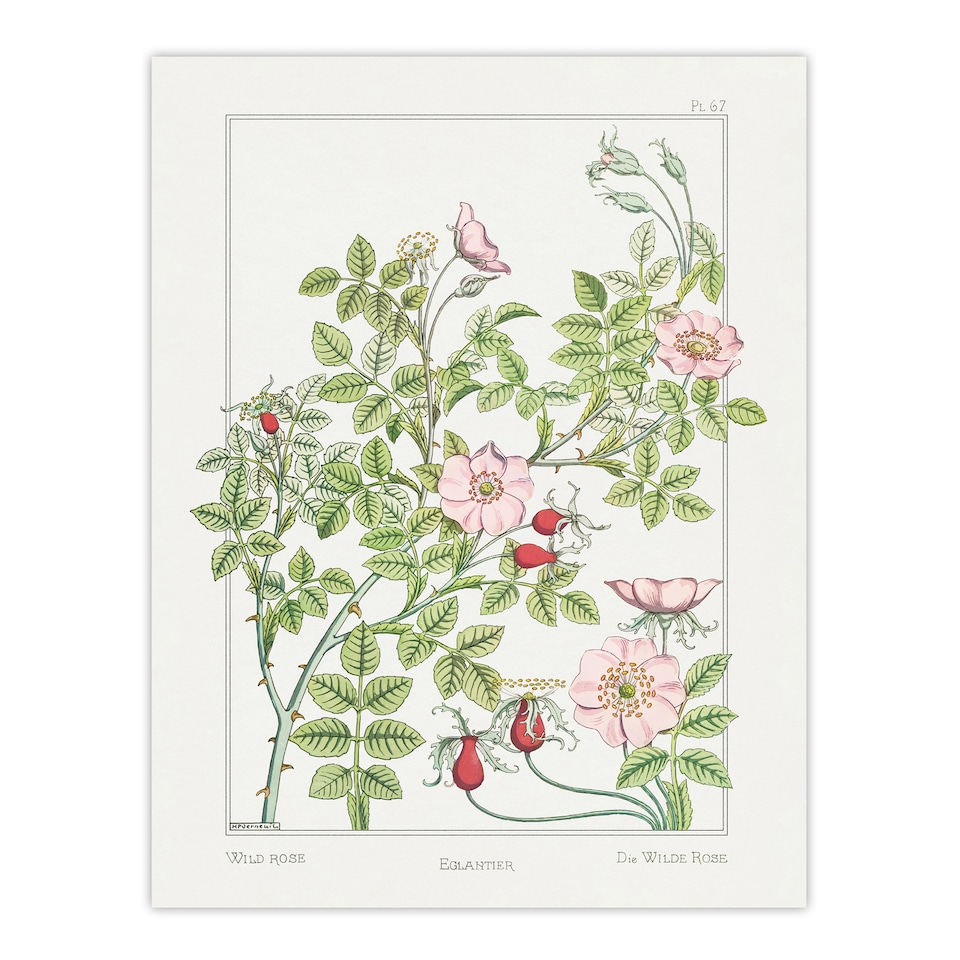 image 1 of Wild Rose Flower Vintage Floral Wall Art Print Verneuil 18x24"