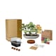 image 1 of Grow Your Own Bonsai Kit - Traditional Trio - Pine, Sweetgum & Larch with Slate & Propagator | Multi | Trio Bonsai | 1