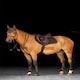 image 7 of LeMieux Crystal Suede Close Contact Pad Black | Small/Medium