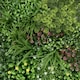 image 3 of True Products Premium Artificial Living Wall Green Plant Panel 1m x 50cm Wonderland