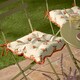 image 1 of Furn Fruits Oranges 2-Pack Indoor/Outdoor Seat Pads | Yellow | Yellow