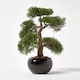 image 1 of Homescapes Artificial Bonsai Tree in Black Ceramic Pot