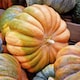 image 1 of Musquee de Provence Squash - Large Deep Orange French Pumpkin Thick Fine Flesh 7-10kg for Baking & Slicing